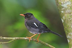 White-chinned Thrush